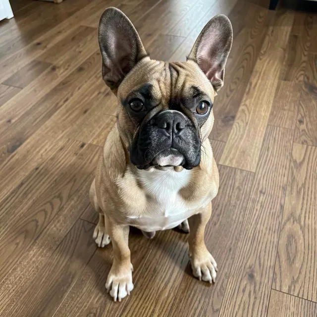 Sample photo for: French bulldog, pop art with a name